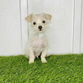 Morkie