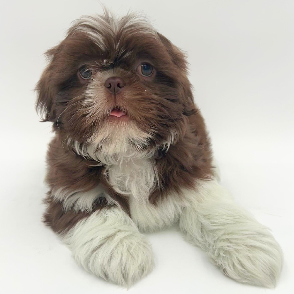 carousel pet images