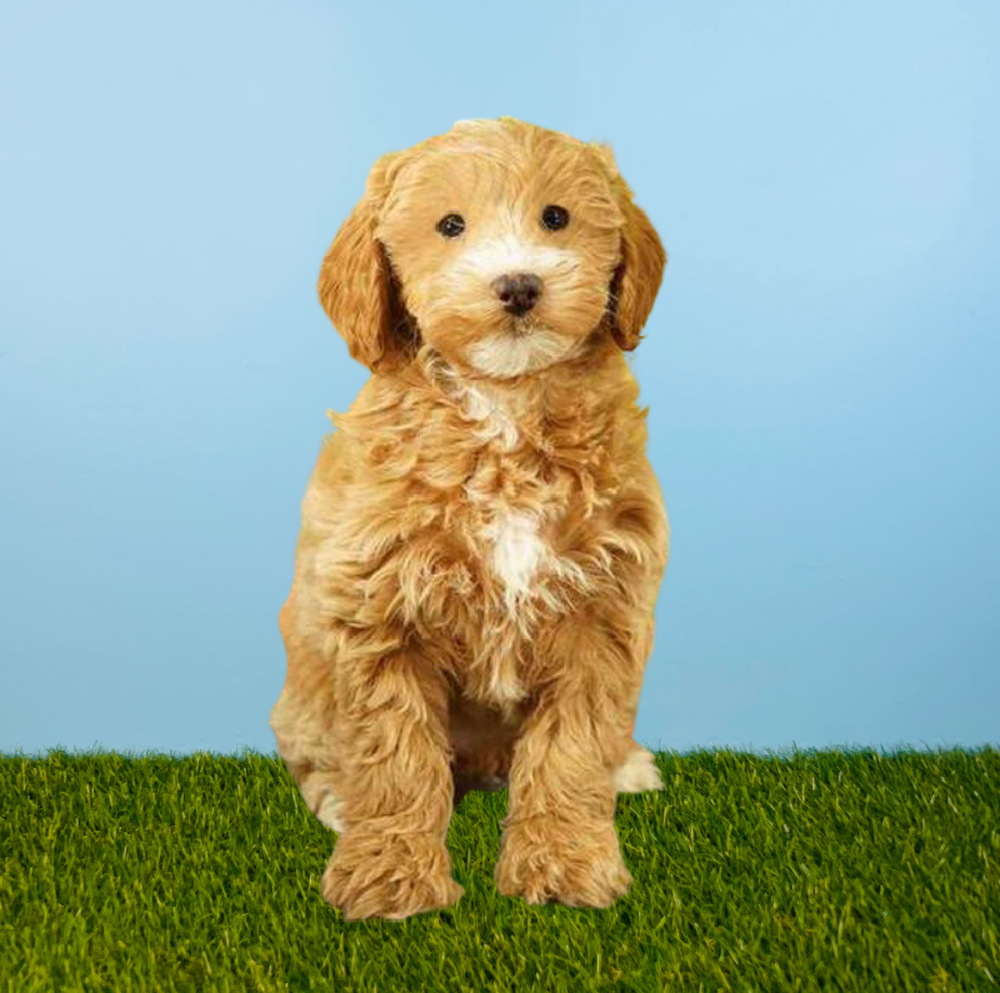 carousel pet images