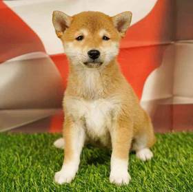 Shiba Inu