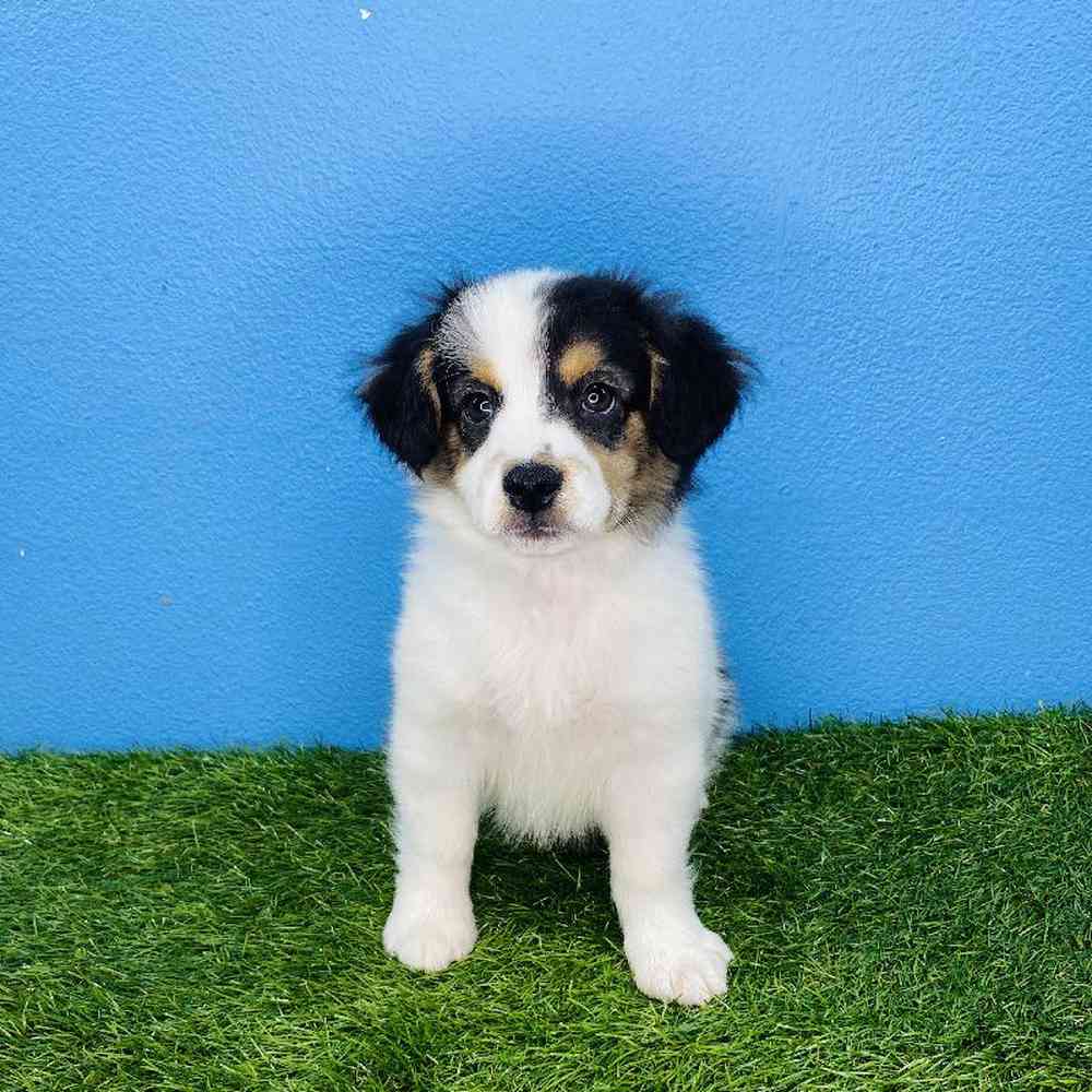 Male Mini Aussie Puppy for sale