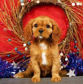 Cavalier King Charles Spaniel
