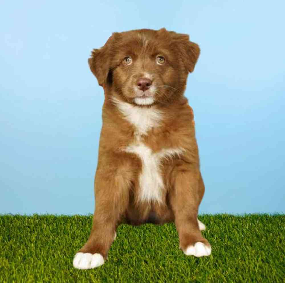 Female Australian Shepherd Puppy for Sale in Meridian, ID