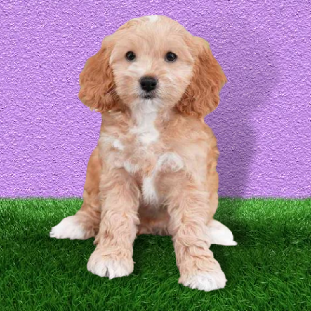 Cockapoo Puppies for Sale Marietta