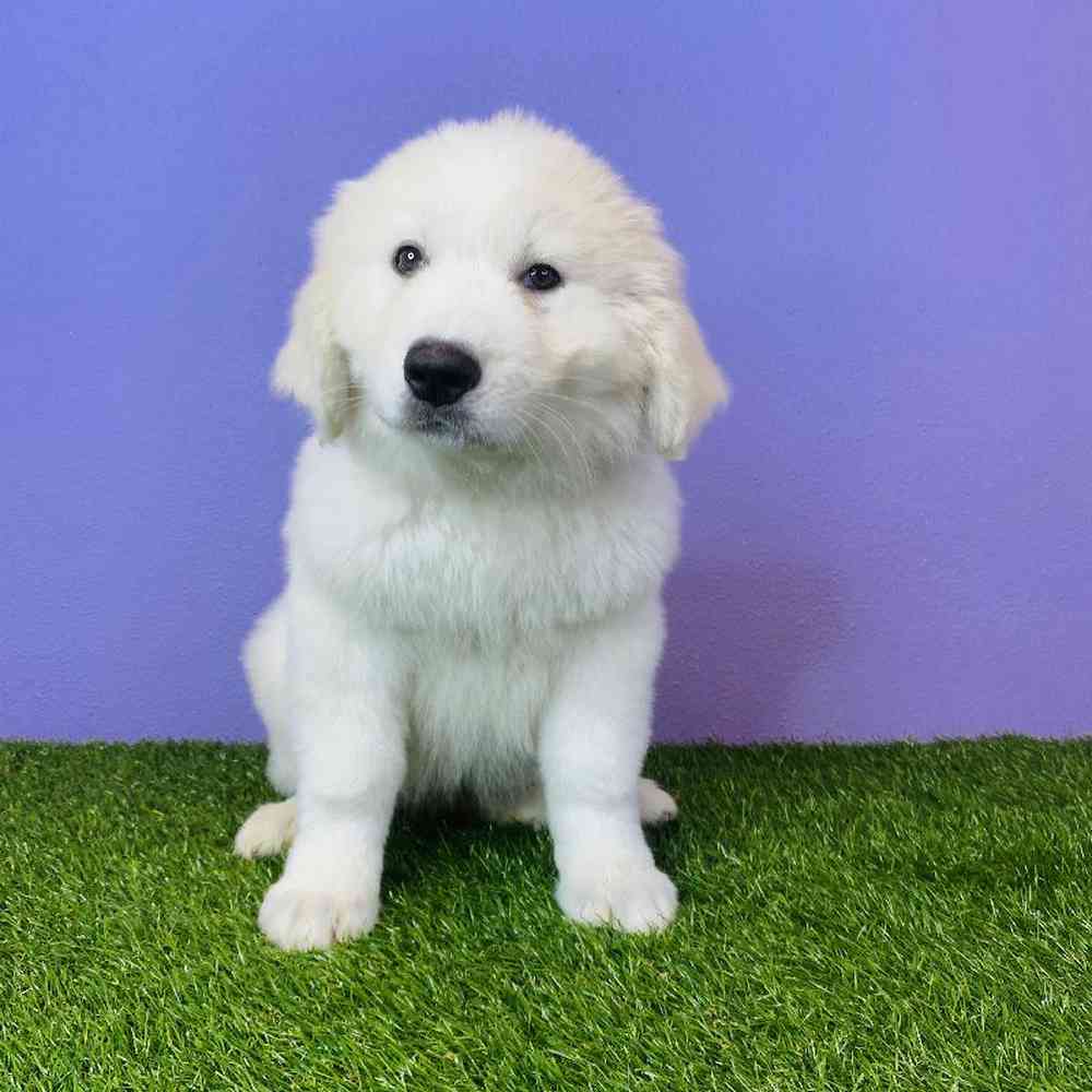 Female Great Pyrenees Puppy for sale