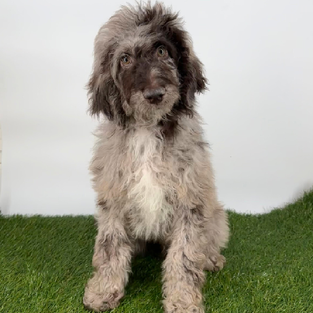 pet breed image