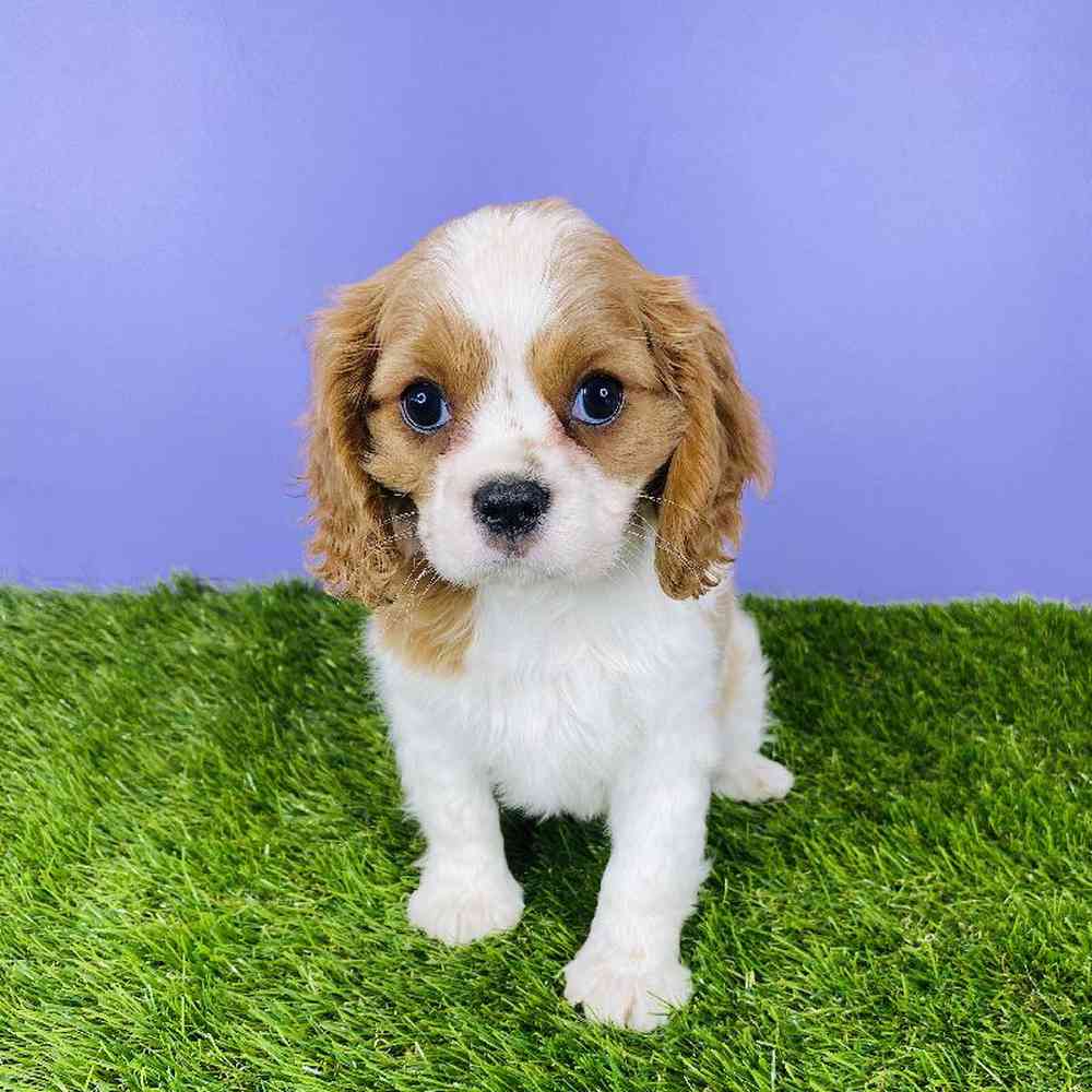 carousel pet images
