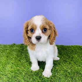 Cavalier King Charles Spaniel