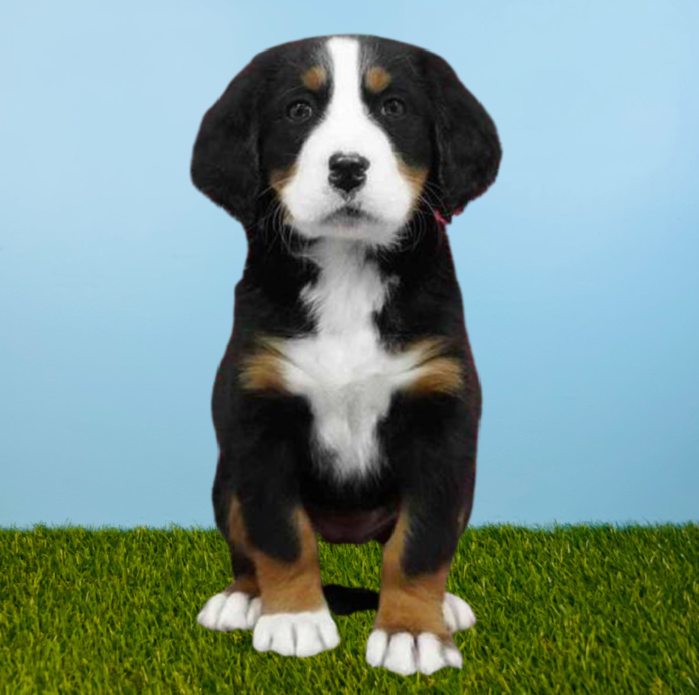 Female Bernese Mountain Dog Puppy for Sale in Tolleson, AZ