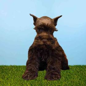 Mini Schnauzer