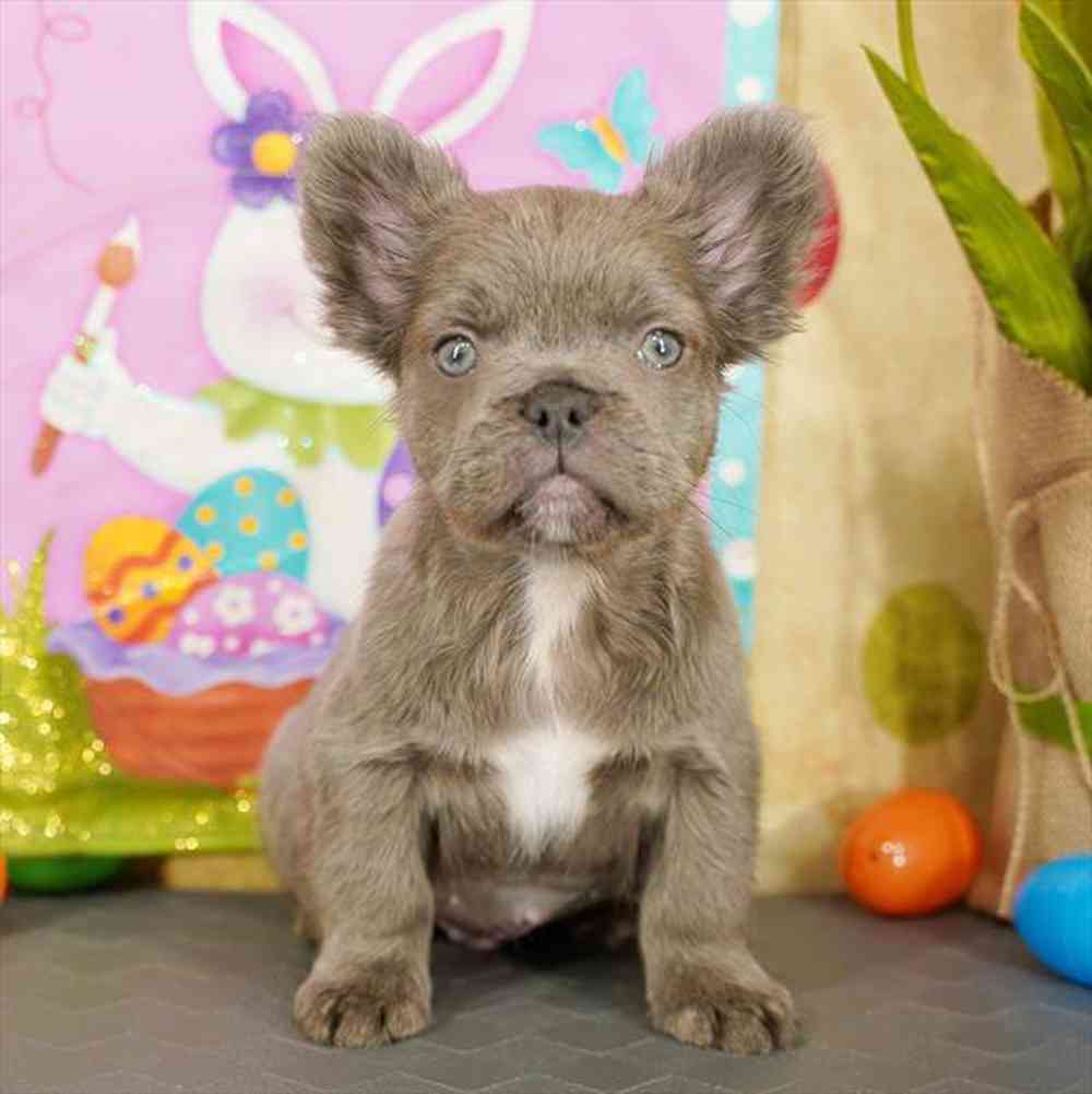 pet breed image