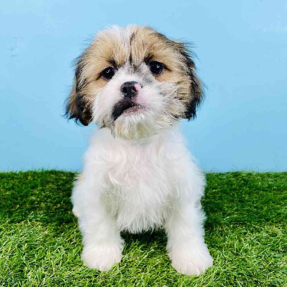 Male Cavatzu Puppy for sale
