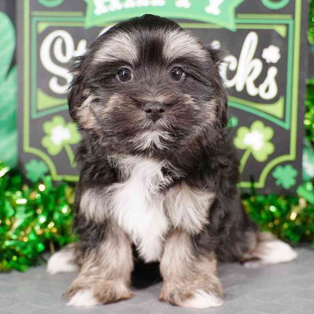pet breed image