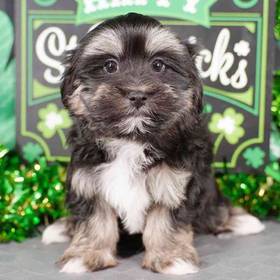 Havanese