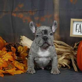 French Bulldog