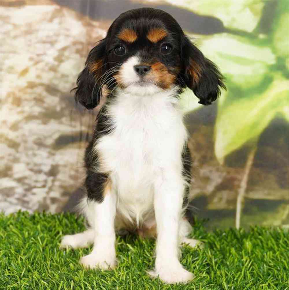 pet breed image
