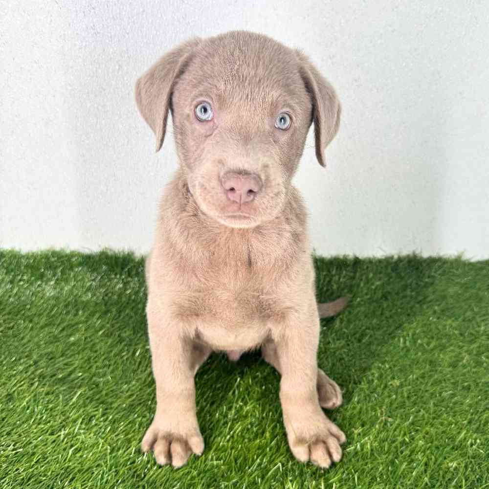 pet breed image