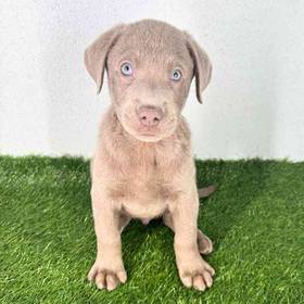 Labrador Retriever