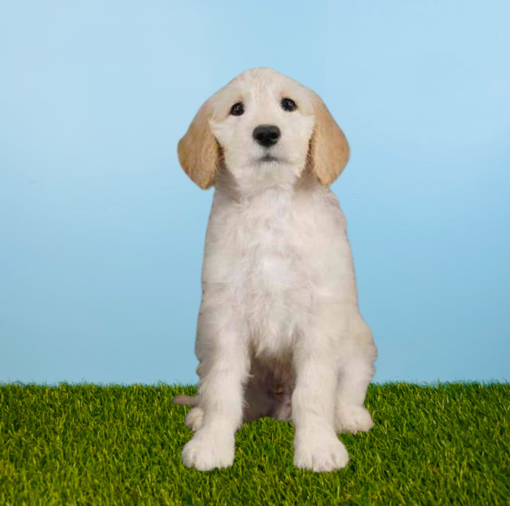 Male 2nd Gen Standard Goldendoodle Puppy for Sale in Meridian, ID