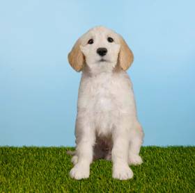 2nd Gen Standard Goldendoodle
