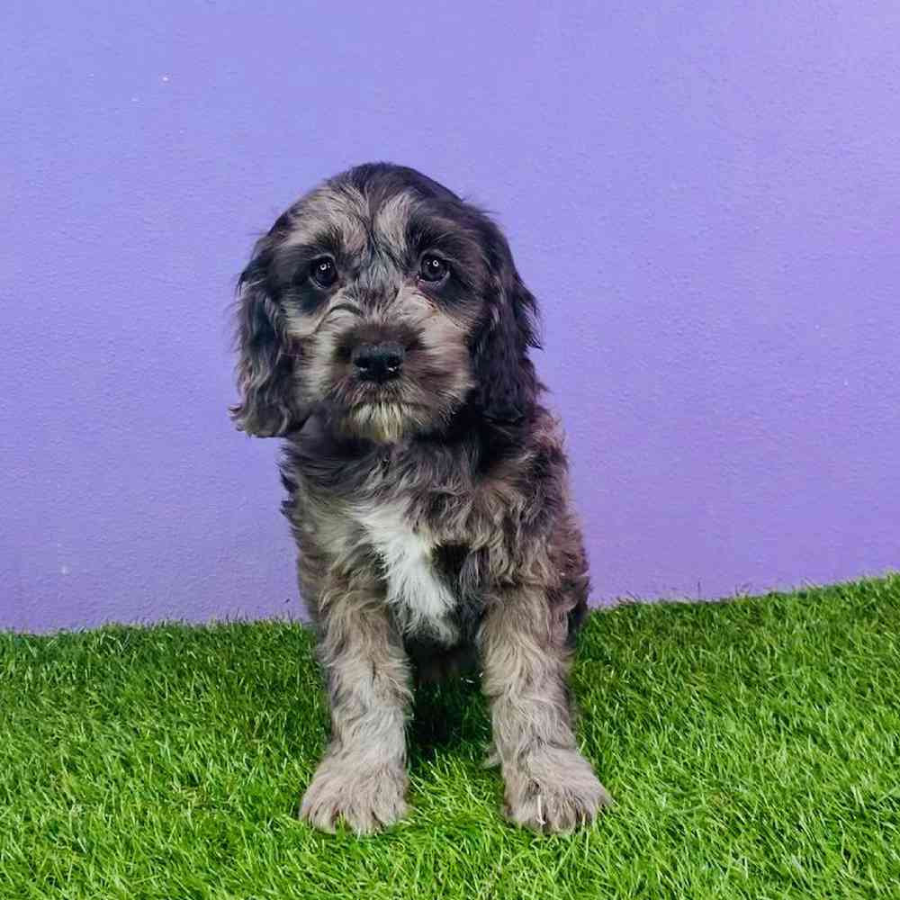 Male Cockapoo Puppy for sale