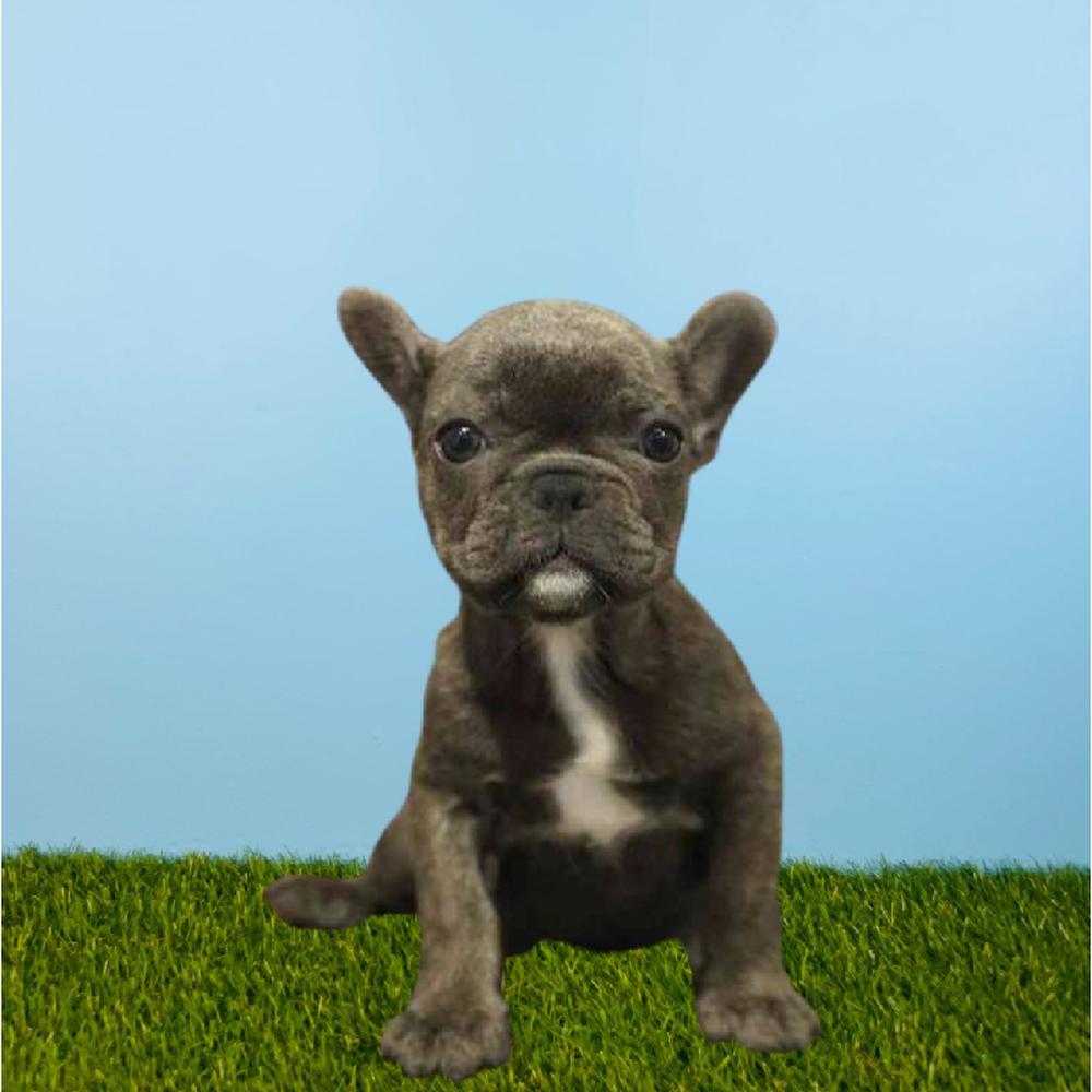 French Bulldog