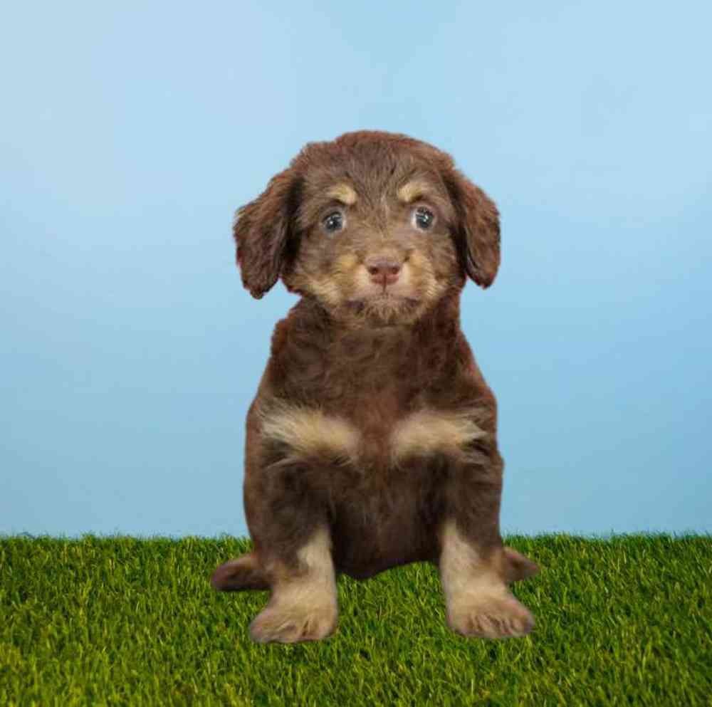 Cockapoo
