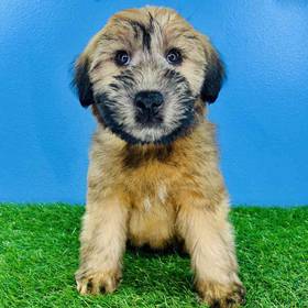 Soft Coated Wheaten Terrier