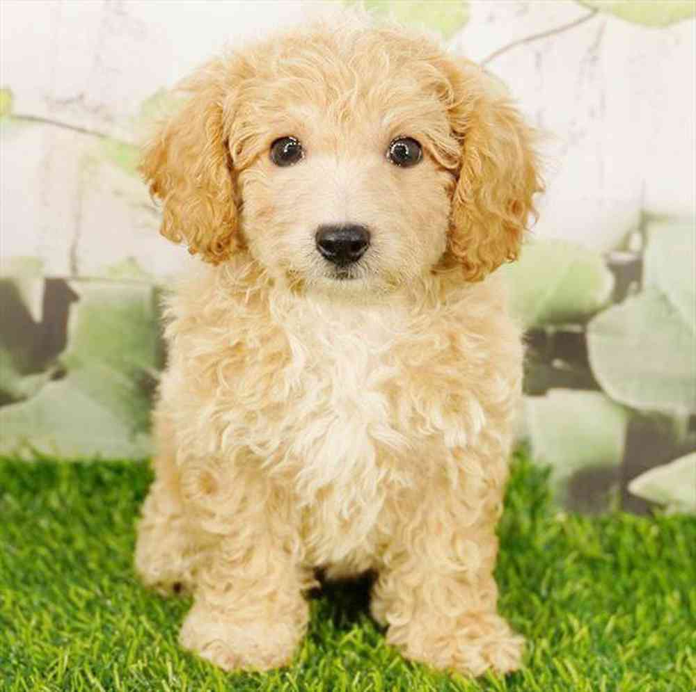 pet breed image