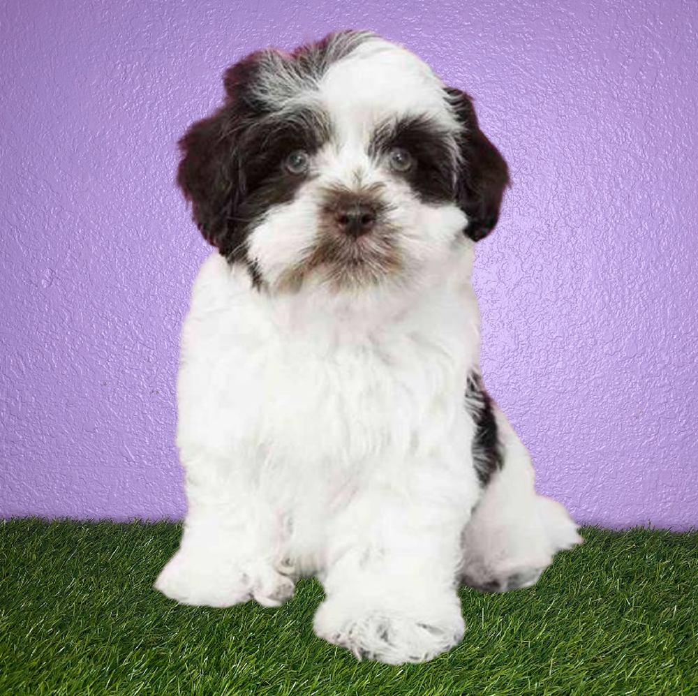 Male Havanese Puppy for Sale in New Braunfels, TX