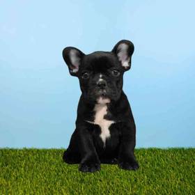 French Bulldog