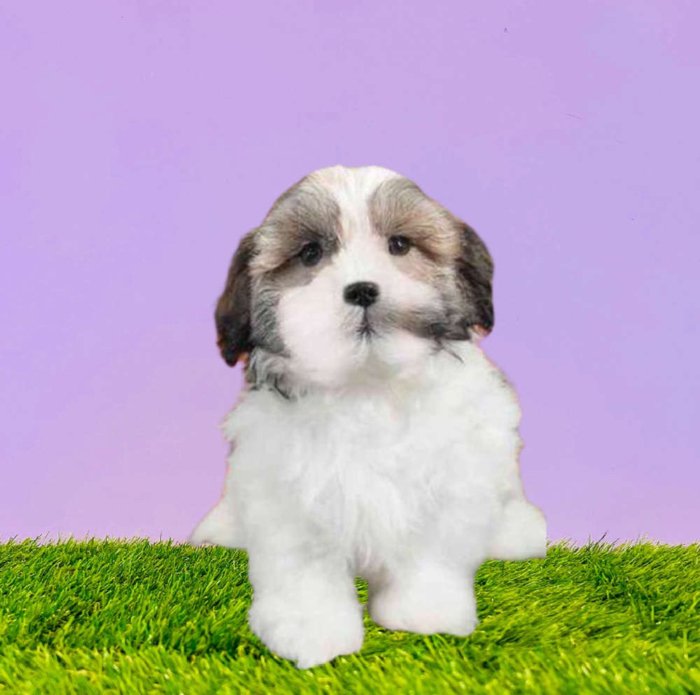 carousel pet images