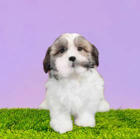 Teddy Bear