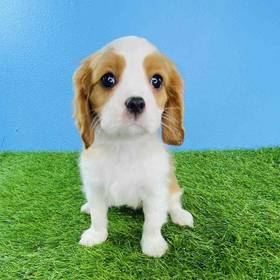 Cavalier King Charles Spaniel