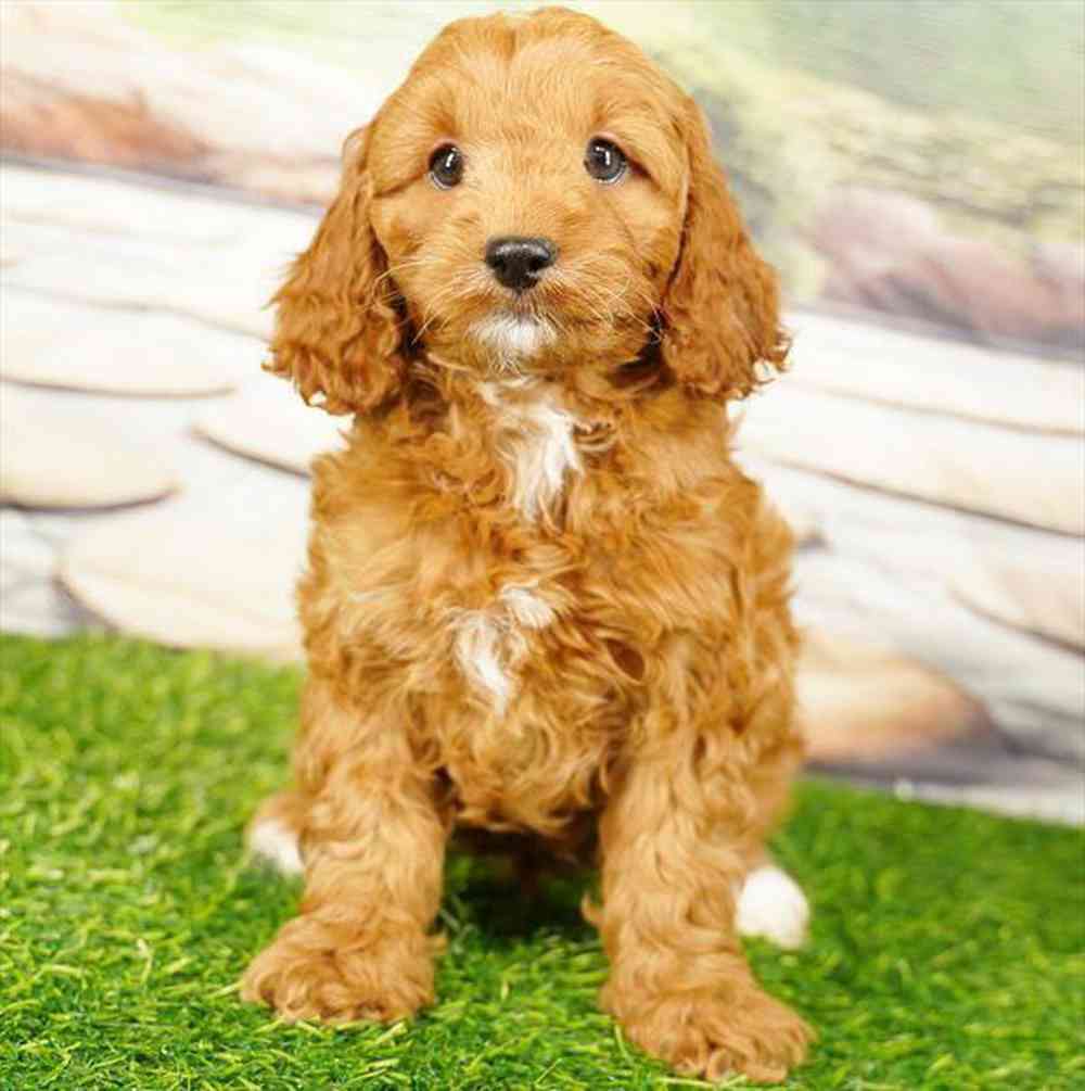 pet breed image