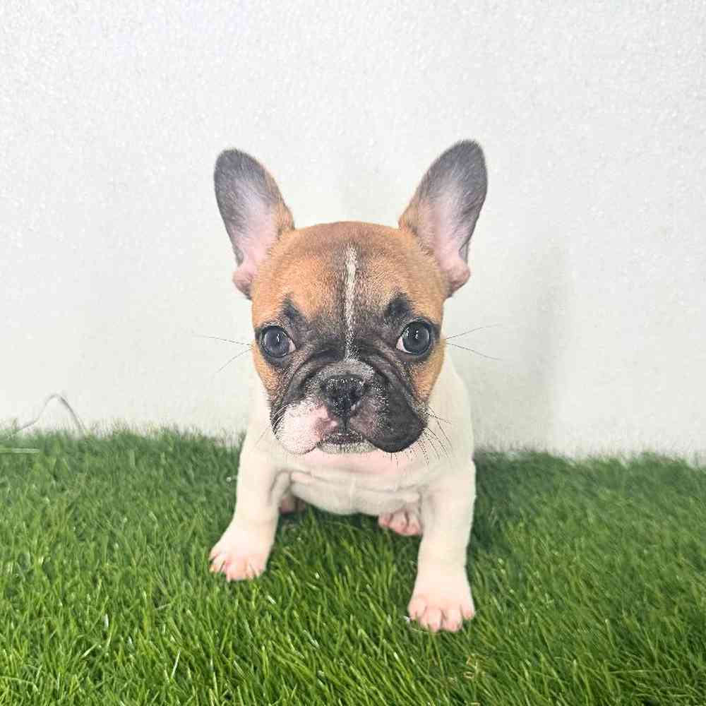 pet breed image