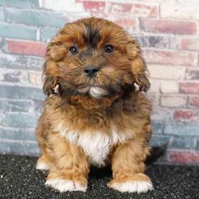 Shizapoo
