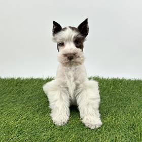 Mini Schnauzer