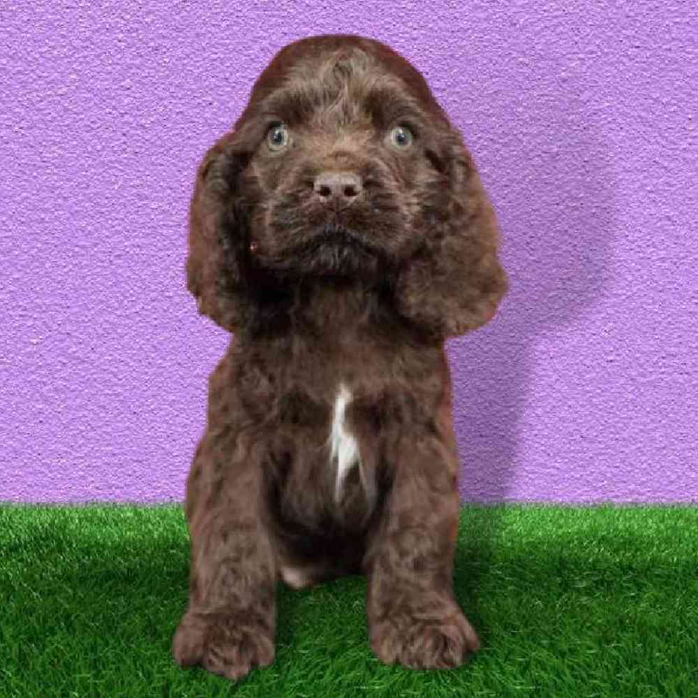 Male Cocker Spaniel Puppy for sale