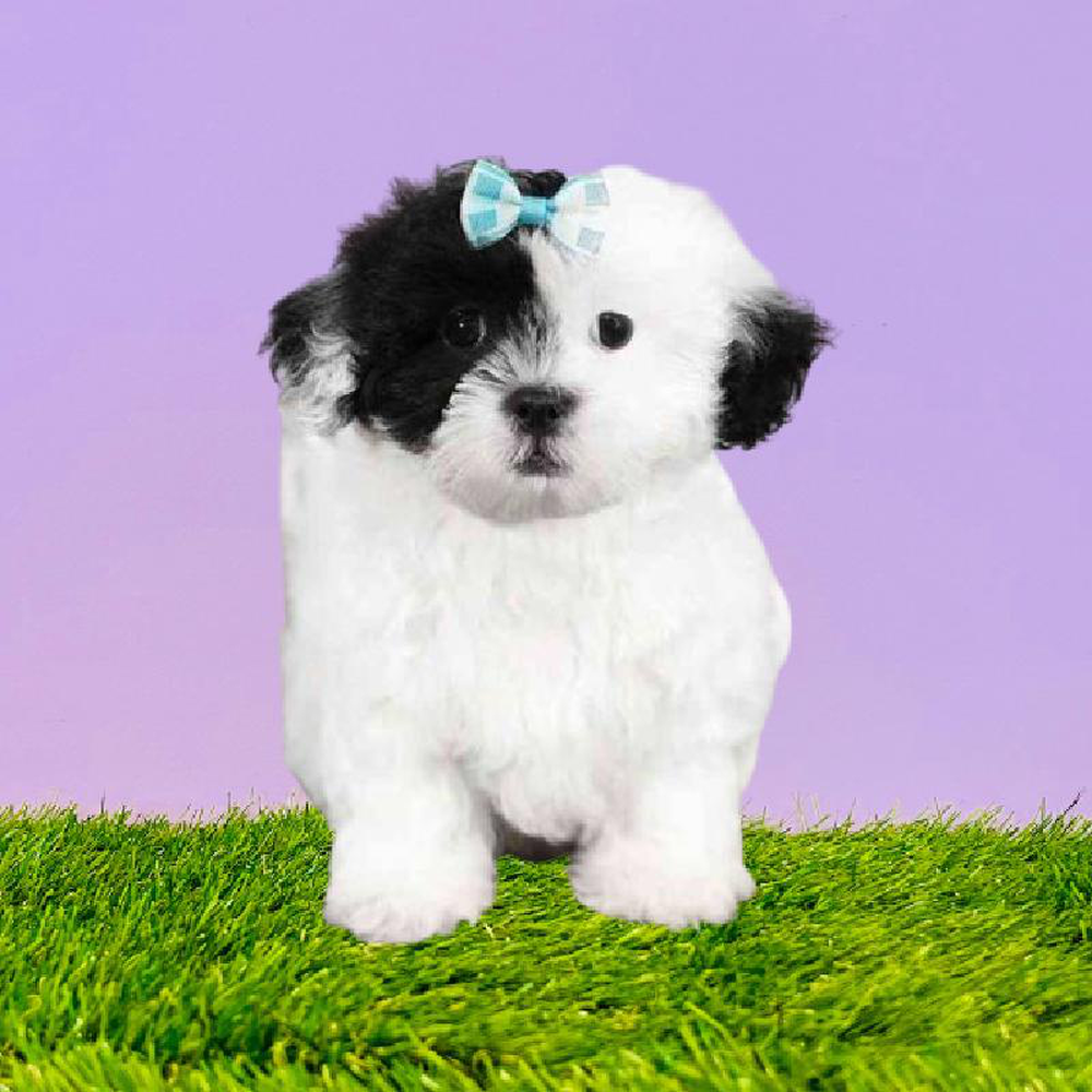 Female Shizapoo Puppy for sale