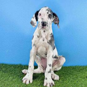 Great Dane