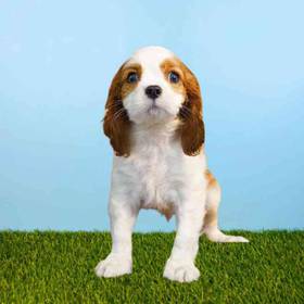Cavalier King Charles Spaniel