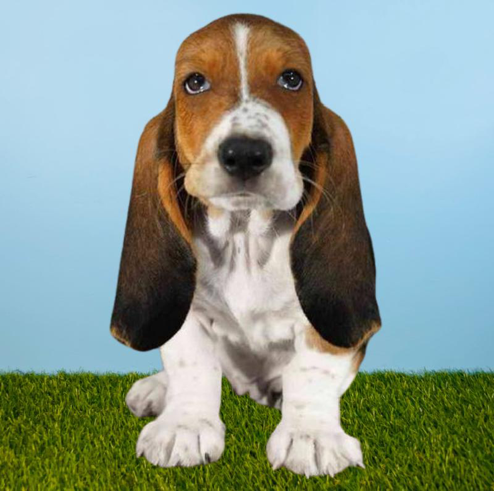 Female Basset Hound Puppy for sale