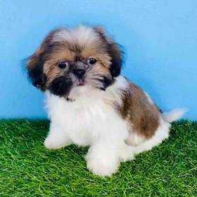 Shih Tzu