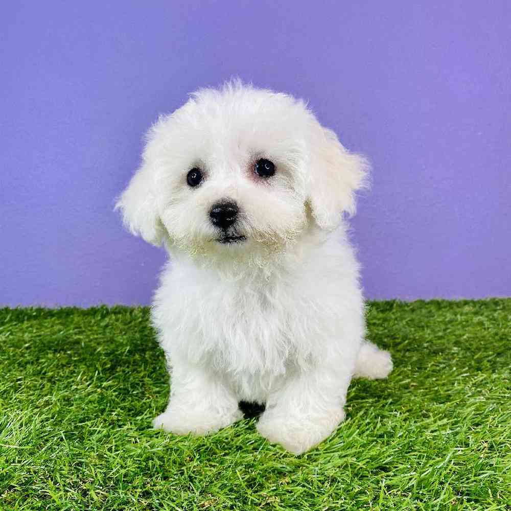 Female Bichon Puppy for sale