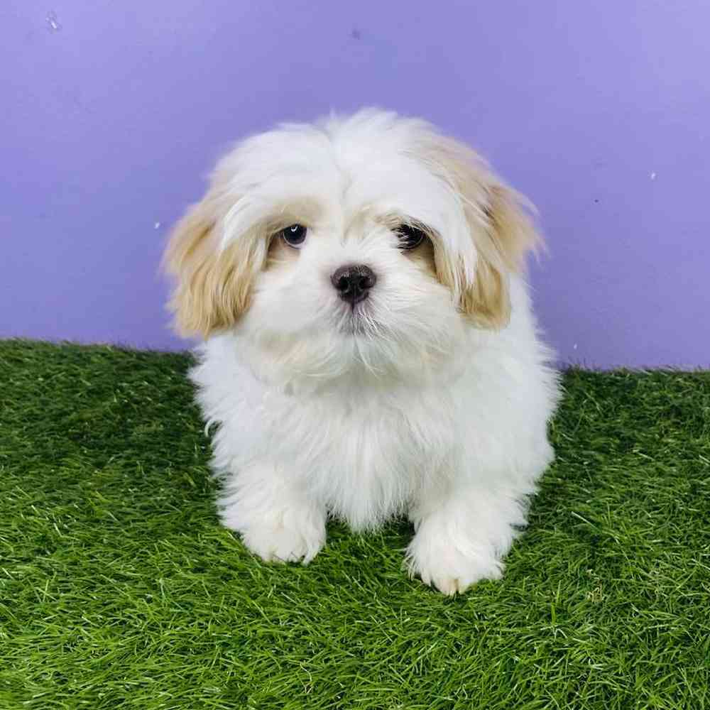 Male Shih Tzu Puppy for sale