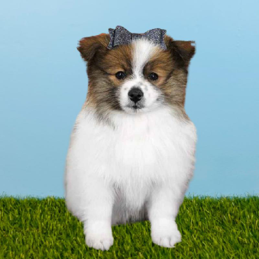 carousel pet images
