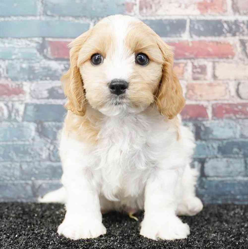 Cavalier King Charles Spaniel Puppies For Sale in Clarksburg, Maryland | Pilesgrove Pups