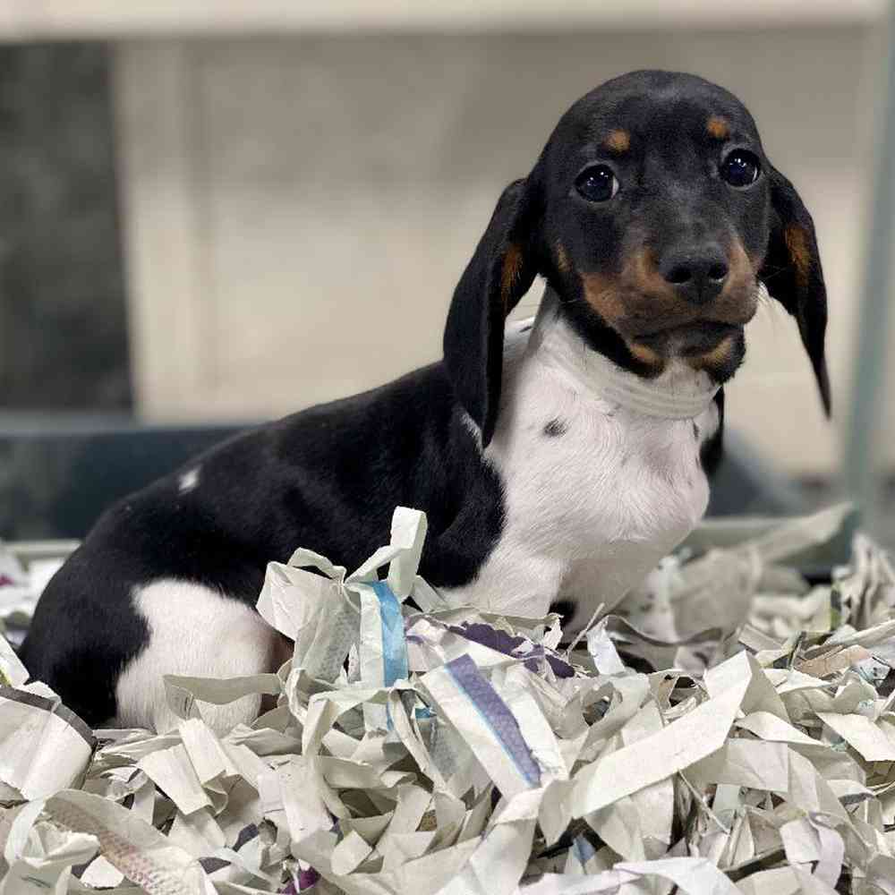 Male Dachshund Puppy for Sale in Meridian, ID