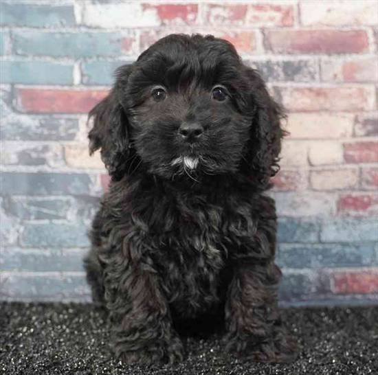 Cockapoo